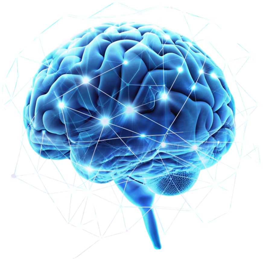 brain
